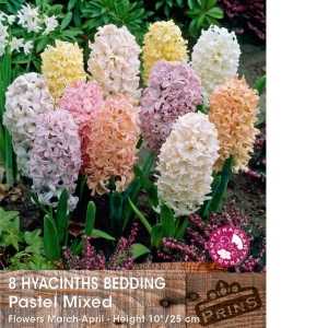 Hyacinths Bedding Pastel Mixed Bulbs 8 per pack