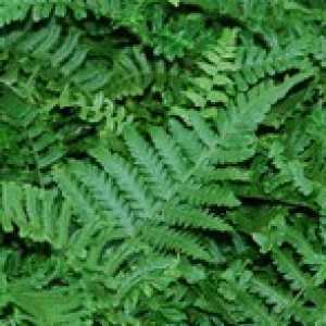 Dryopteris Affinis Cristata The King Fern