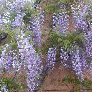 Wisteria Formosa Issai (Japanese Wisteria) Syn. Domino 5ltr