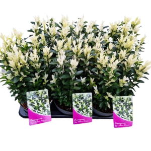 Euonymus Japonicus Paloma Blanca (White Candle Euonymus) Hedging