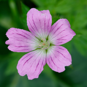 Geranium Endressii