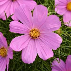 Cosmos Sonata (Light Pink)