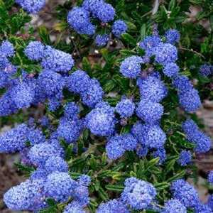 Ceanothus Thyrsiflorus Concha Californian Lilac 150cm 20ltr