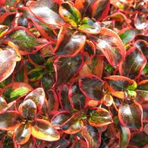 Coprosma Inferno