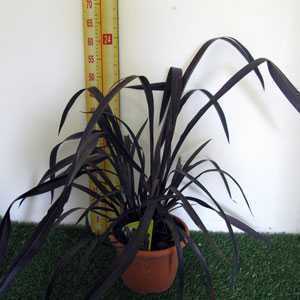 Phormium Black Velvet 3Ltr