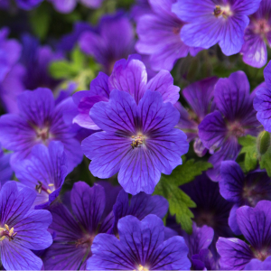 Geranium Rozanne (Cranesbill)