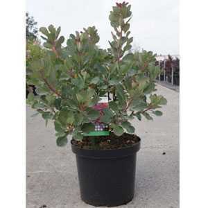 Cotinus Coggygria Red Spirit Smoke Bush