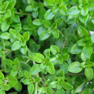 Thyme (Thymus) Citriodorus Archers Gold