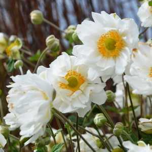 Anemone Hybrida Whirlwind