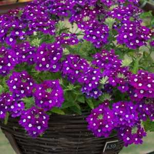 9cm Basket Plant Verbena Purple Eye