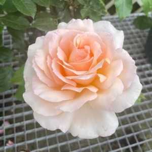 Chandos Beauty Hybrid Tea Rose