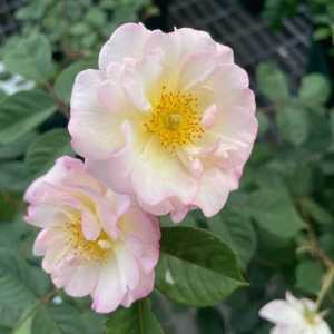 Penelope Shrub Rose