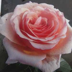 Lynda Bellingham Hybrid Tea Rose