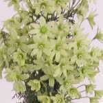 Clematis 