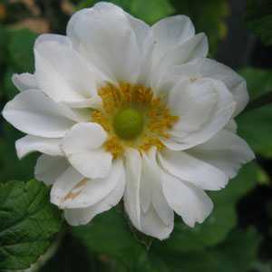 Anemone Hybrida Andrea Atkinson Japanese Anemone