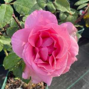 Blessings Hybrid Tea Rose