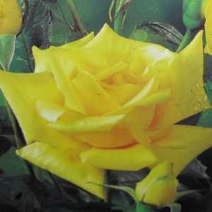 Sunblest Hybrid Tea Rose