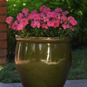 9cm Basket Plant Verbena Pink