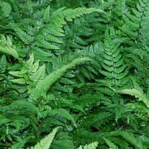 Polystichum Tsussimense Korean Rock Fern