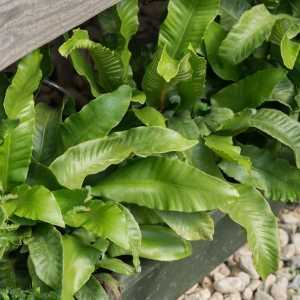 Asplenium Scolopendrium Angustifolia Harts Tongue Fern