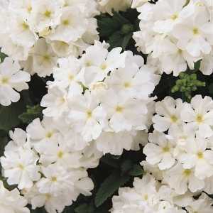 9cm Basket Plant Verbena White