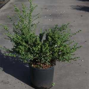 Ilex Crenata Convexa (Japanese Holly) 60-80cm 12Ltr