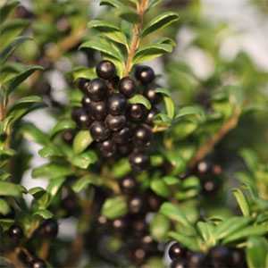 Ilex Crenata Convexa (Japanese Holly) 60-80cm 12Ltr