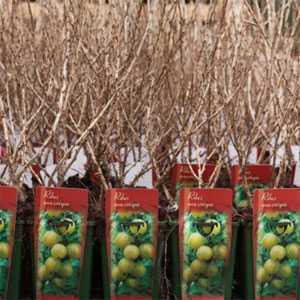 Ribes Gooseberry Uva Crispa Invicta 3Ltr