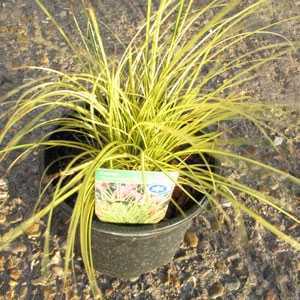 Carex Brunnea Camara 3ltr