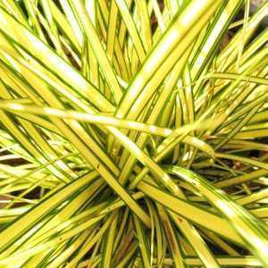 Carex Brunnea Camara 3ltr