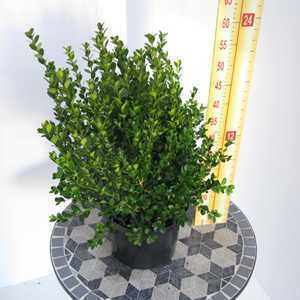 Box Hedging (Buxus Sempervirens) Topiary 20-25cm 1ltr Pot - 120 Plants