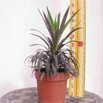 Yucca Aloifolia (Spanish Bayonet) 2 Ltr