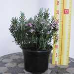 Andromeda polifolia 'Blue Ice' (Bog Rosemary)