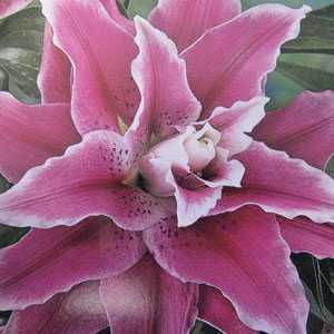 Lilium (Lily) Oriental Double Sweet Rosy Bulbs 3 Per Pack