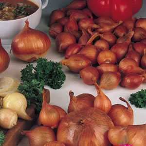 Shallots Red Sun Bulbs 25 Per Pack