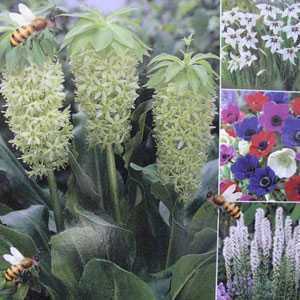 Acidanthera, Liatris Alba, Anemone De Caen, Eucomis Bicolor Alba Happy Bee Collection 50 Per Pack