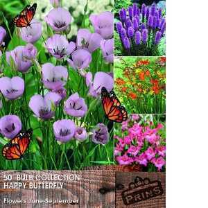 Calochortus Cupido, Liatris, Gladioli Nanus Charming, Crocosmia Happy Butterfly Collection 50 Per Pack