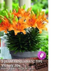 Lilium (Lily) Bulbs Patio/Asiatic Victory Joy 3 Per Pack