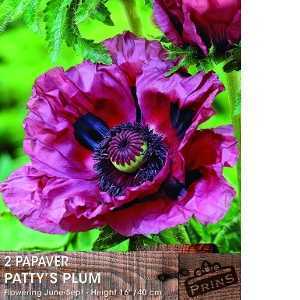 Papaver Oriental (Poppy) Patty's Plum 2 Per Pack