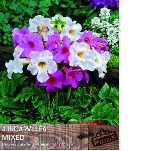 Incarvillea Mixed Bulbs 4 Per Pack