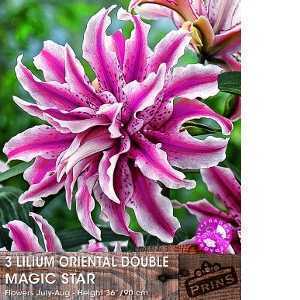 Lilium (Lily) Oriental Double Magic Star Bulbs 3 Per Pack