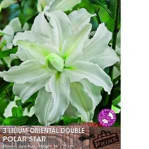 Lilium (Lily) Oriental Double Polar Star Bulbs 3 Per Pack