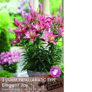 Lilium (Lily) Bulbs Patio/Asiatic Elegant Joy 3 Per Pack