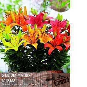 Lilium (Lily) Matrix Mixed Bulbs 5 Per Pack