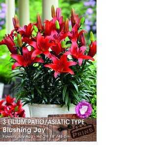 Lilium (Lily) Bulbs Patio/Asiatic Blushing Joy 3 Per Pack