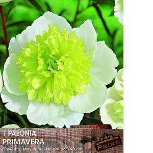 Peony (Paeonia) Primavera Bulb 1 Per Pack