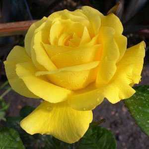 Golden Wedding (50th Anniversary) 1/2 Standard Rose