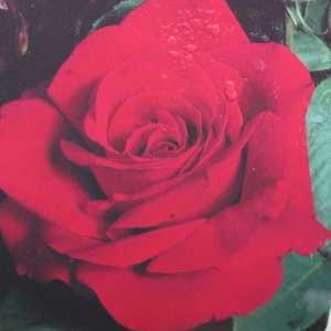 Ruby Anniversary 1/2 Standard Rose