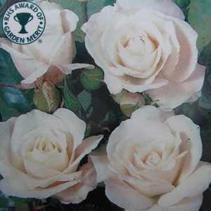 Iceberg (Korbin) 1/2 Standard Rose