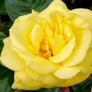 Rose 1/2 Standard Arthur Bell Floribunda 80cm Clear Stem 7.5ltr